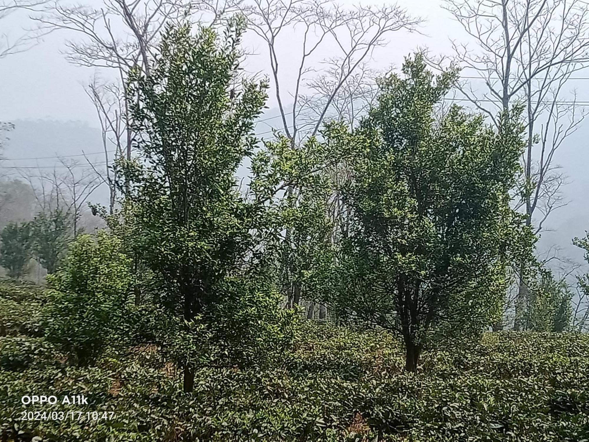 Dsd Bomzon Homestay Darjeeling  Exterior photo